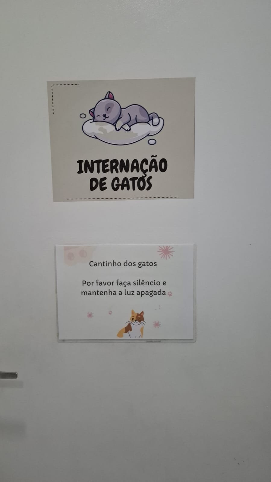 Ambiente silencioso para internação de gatos